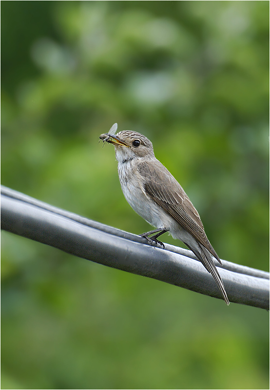 _DSC6078xw2