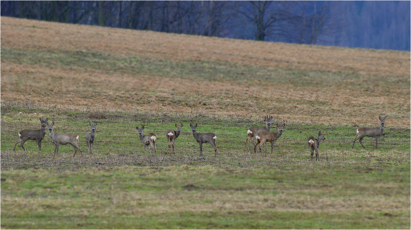 DSC_6502xw