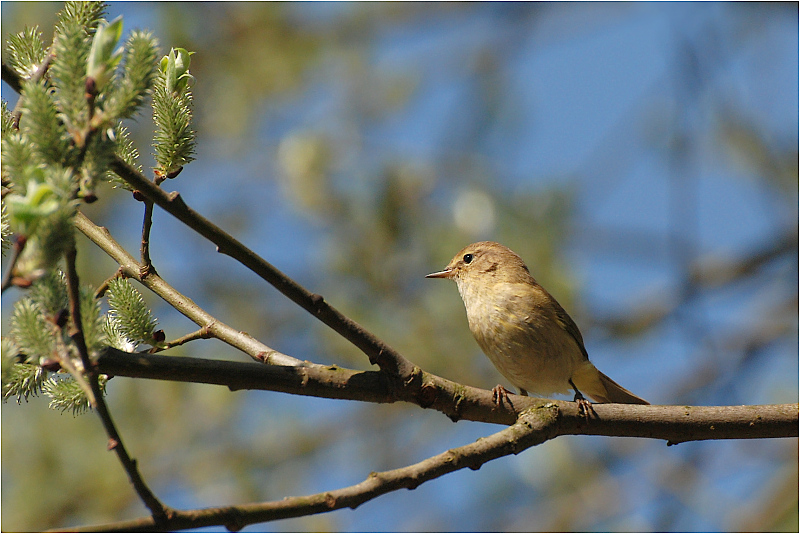 DSC_6571xw