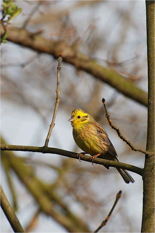 (1463)DSC_6801xw