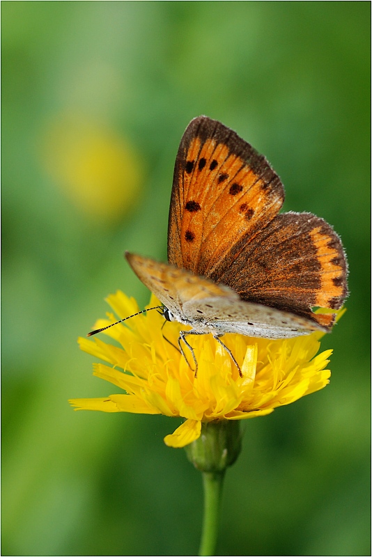 dsc_4194xw