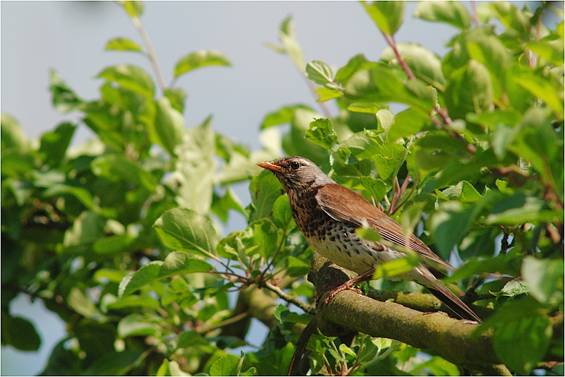 DSC_5102xw